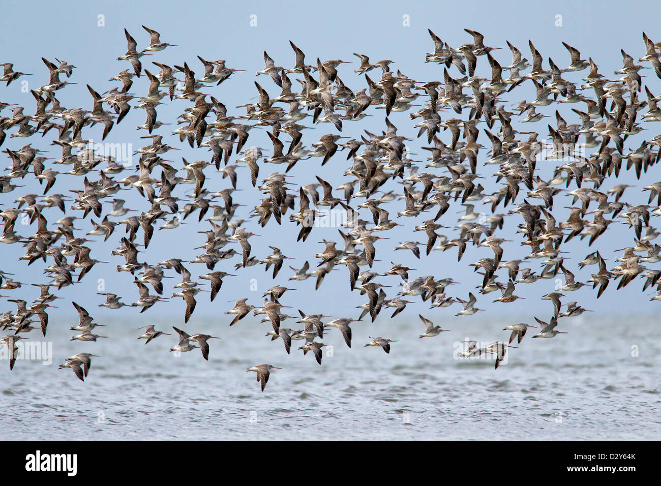 Bar-tailed Godwit (Limosa lapponica) flock in flight over the Wadden Sea National Park, Germany Stock Photo