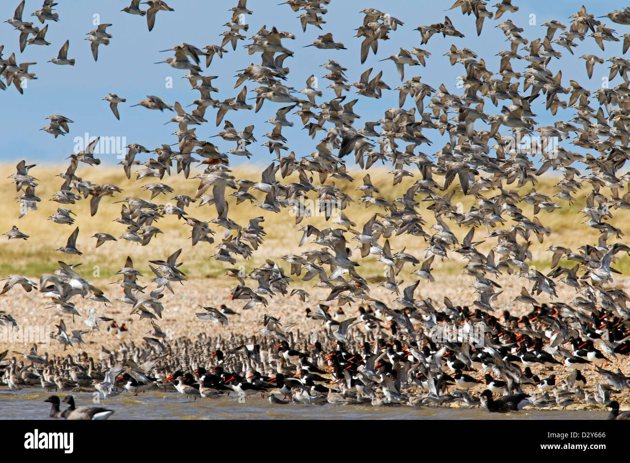 Bar-tailed Godwit (Limosa lapponica) flock in flight at the dunes in the Wadden Sea National Park, Germany Stock Photo