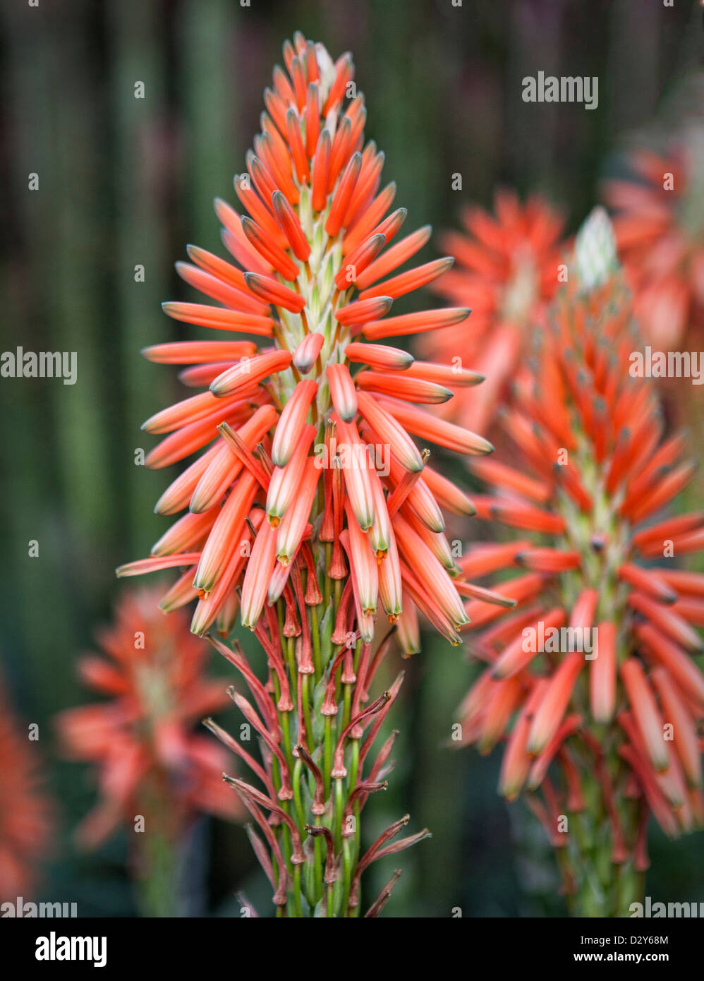 Orange Bloom Blooming Succulent High Resolution Stock Photography And Images Alamy