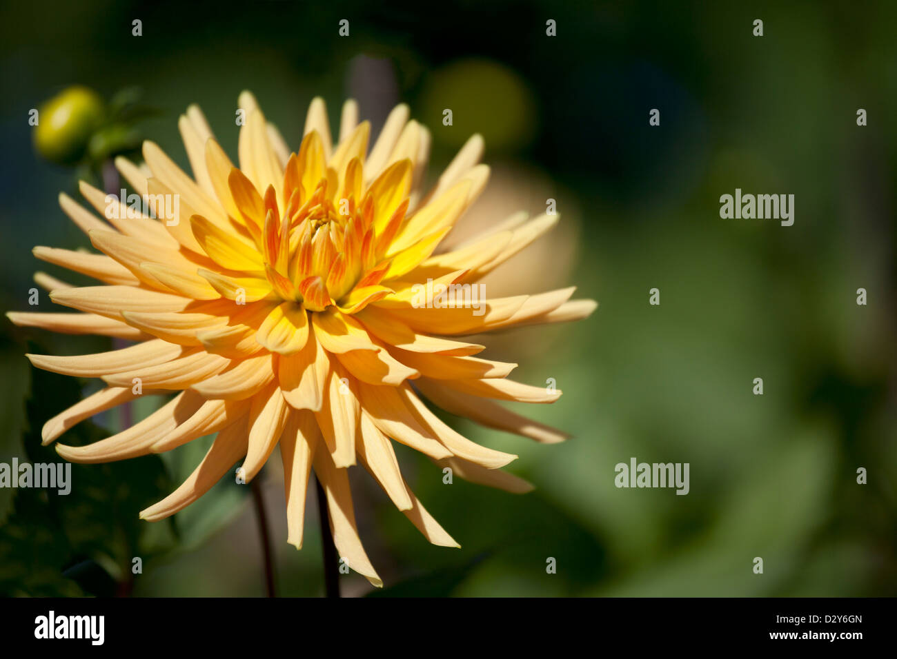 Cactus Dahlia 