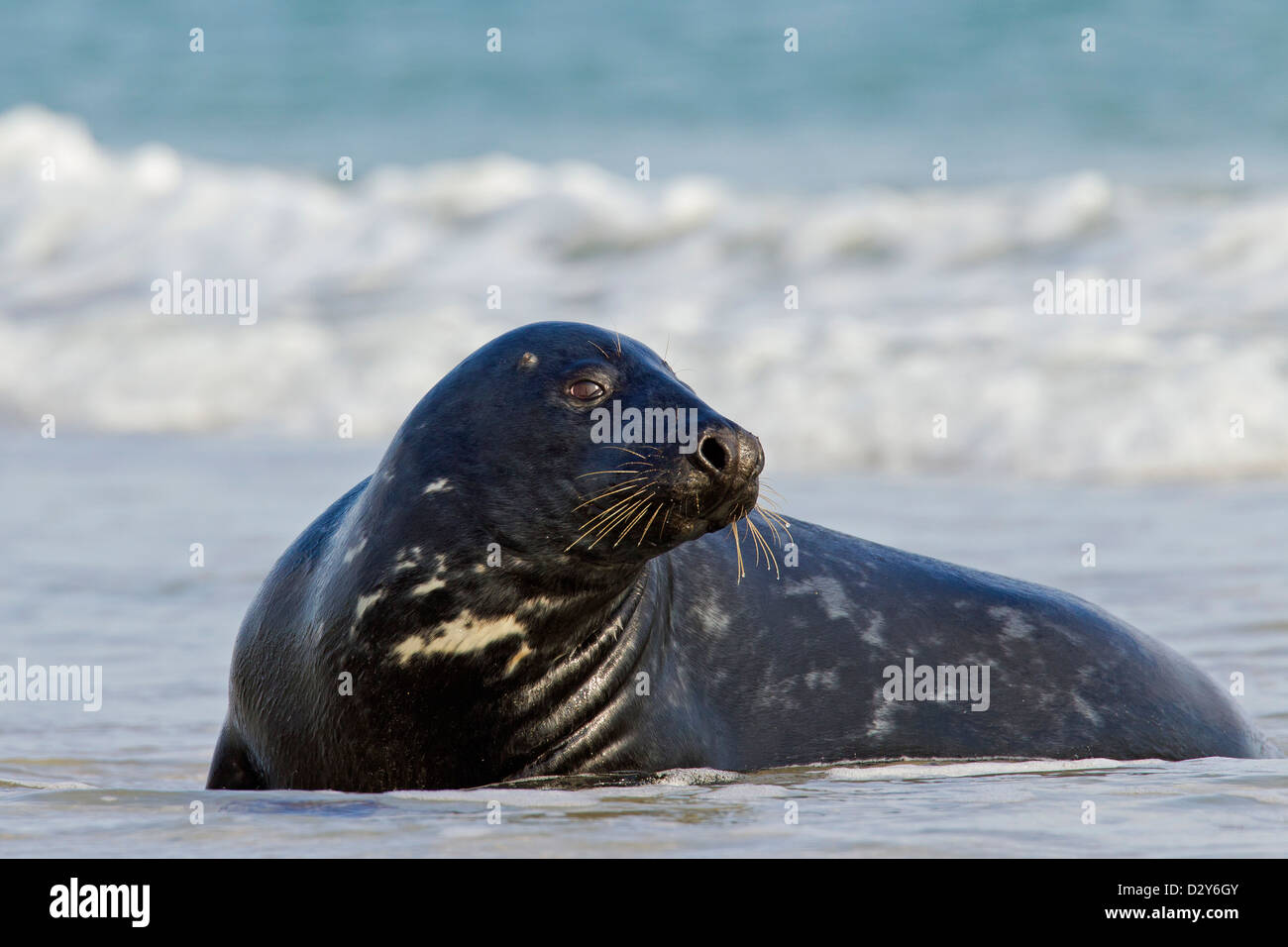 Atlantic Grey seal / gray seal (Halichoerus grypus) lying on beach in the surf Stock Photo