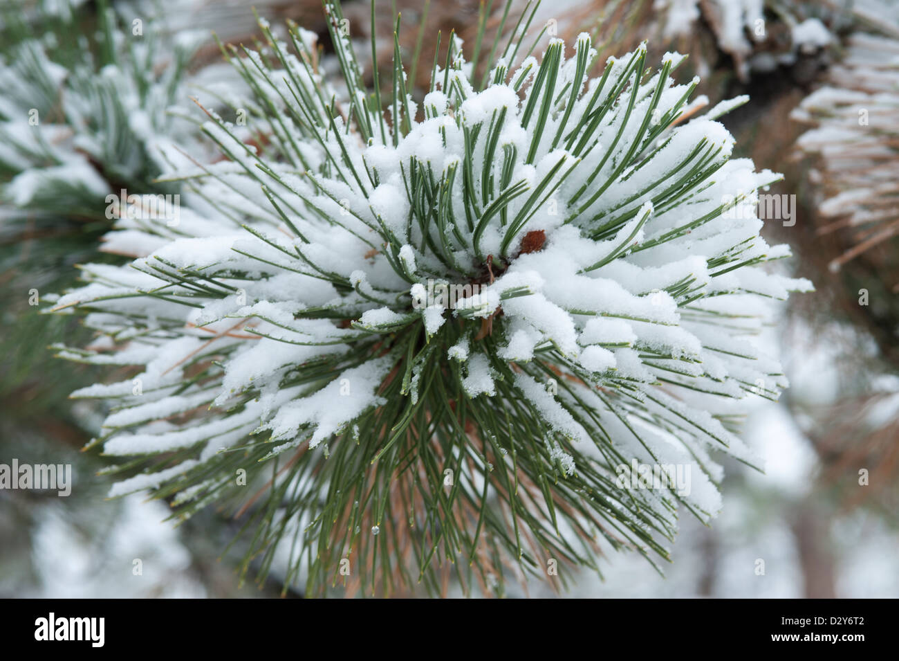 A branch of a huge ponderosa pine tree is covered with the first snow, revealing long green needles tucked within its cozy blank Stock Photo