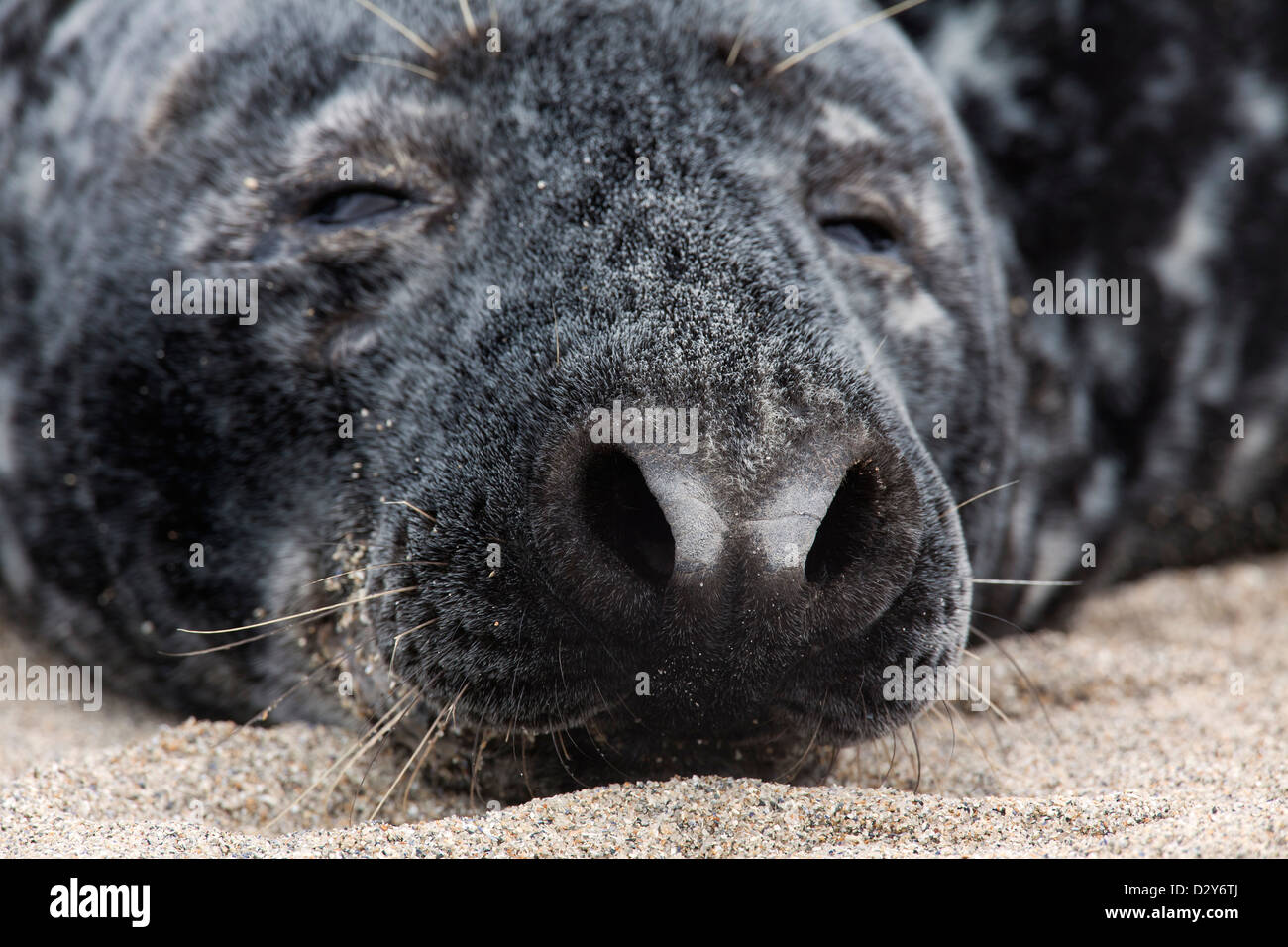 Grey seal / gray seal (Halichoerus grypus) resting on beach, close up of nose, nostrils and whiskers Stock Photo