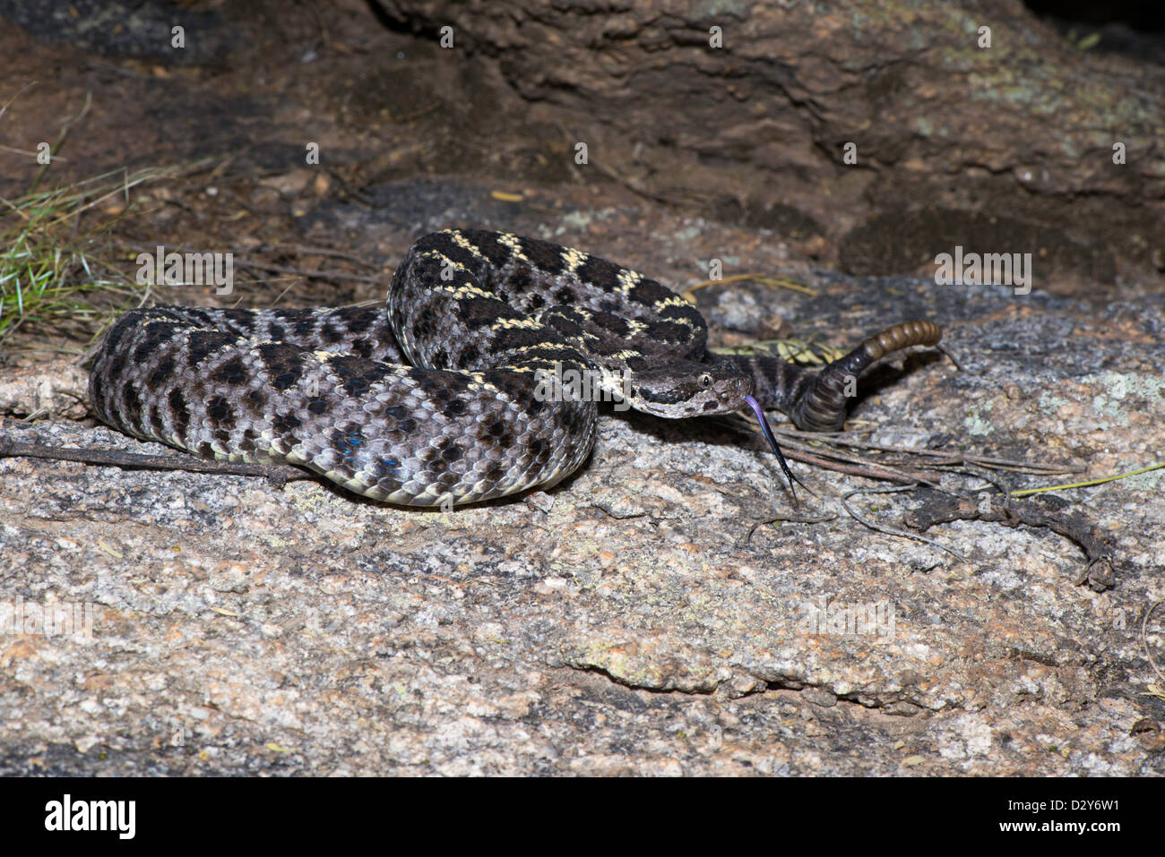 Arizona Black Rattlesnake Crotalus cerberus Happy Valley, Pima County ...