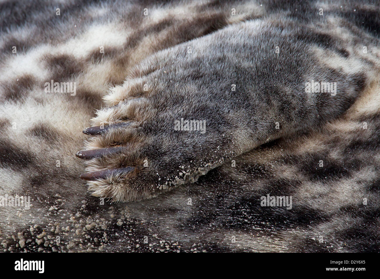 Grey seal / gray seal (Halichoerus grypus) resting on beach, close up of fore flipper and claws Stock Photo