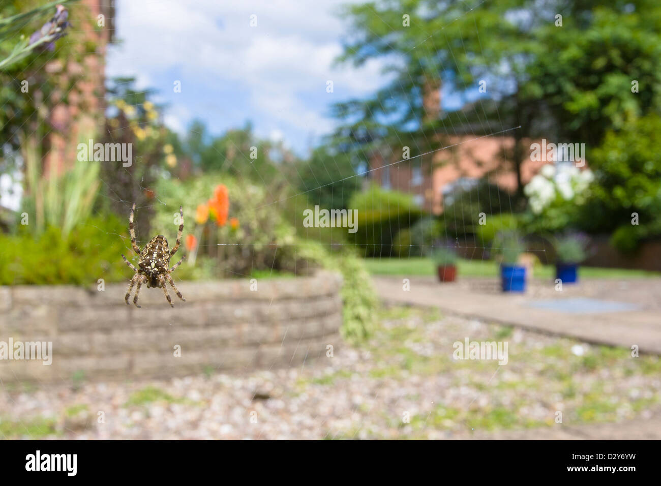 Wide angle view of European Garden Spider Araneus diadematus in web amongst garden setting with houses and plant pots background Stock Photo