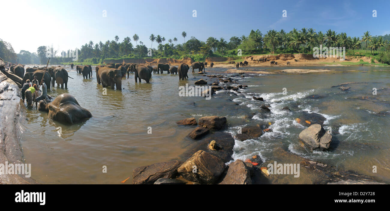 Kandy, Sri Lanka, we drove a herd of elephants bathing in the river Maha Oya Stock Photo