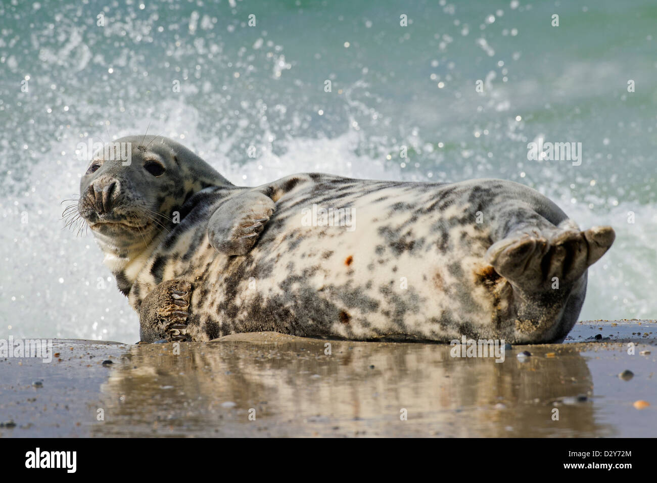Grey seal / gray seal (Halichoerus grypus) female lying on beach in the surf along the North Sea coast Stock Photo