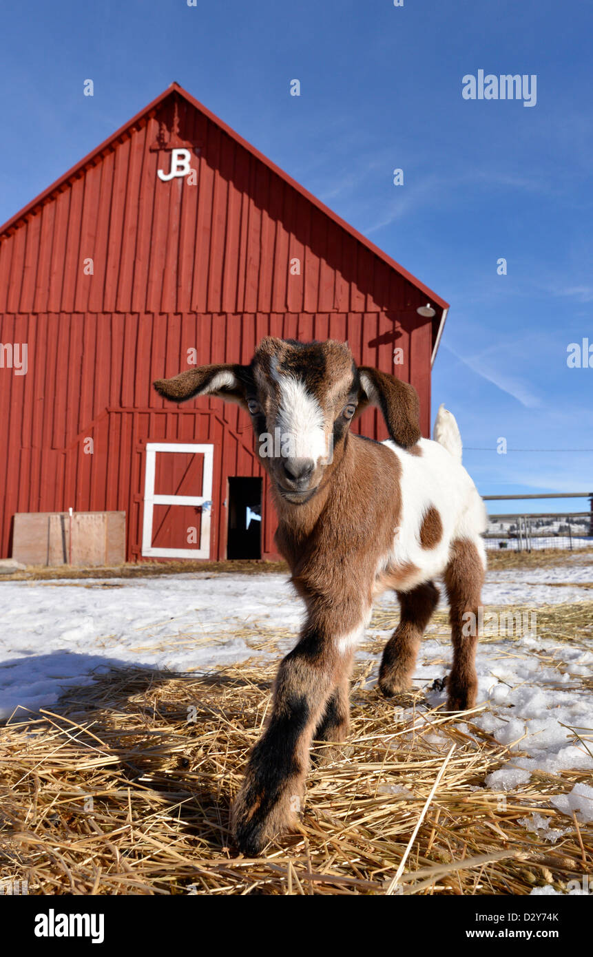 Young goat hires stock photography and images Alamy