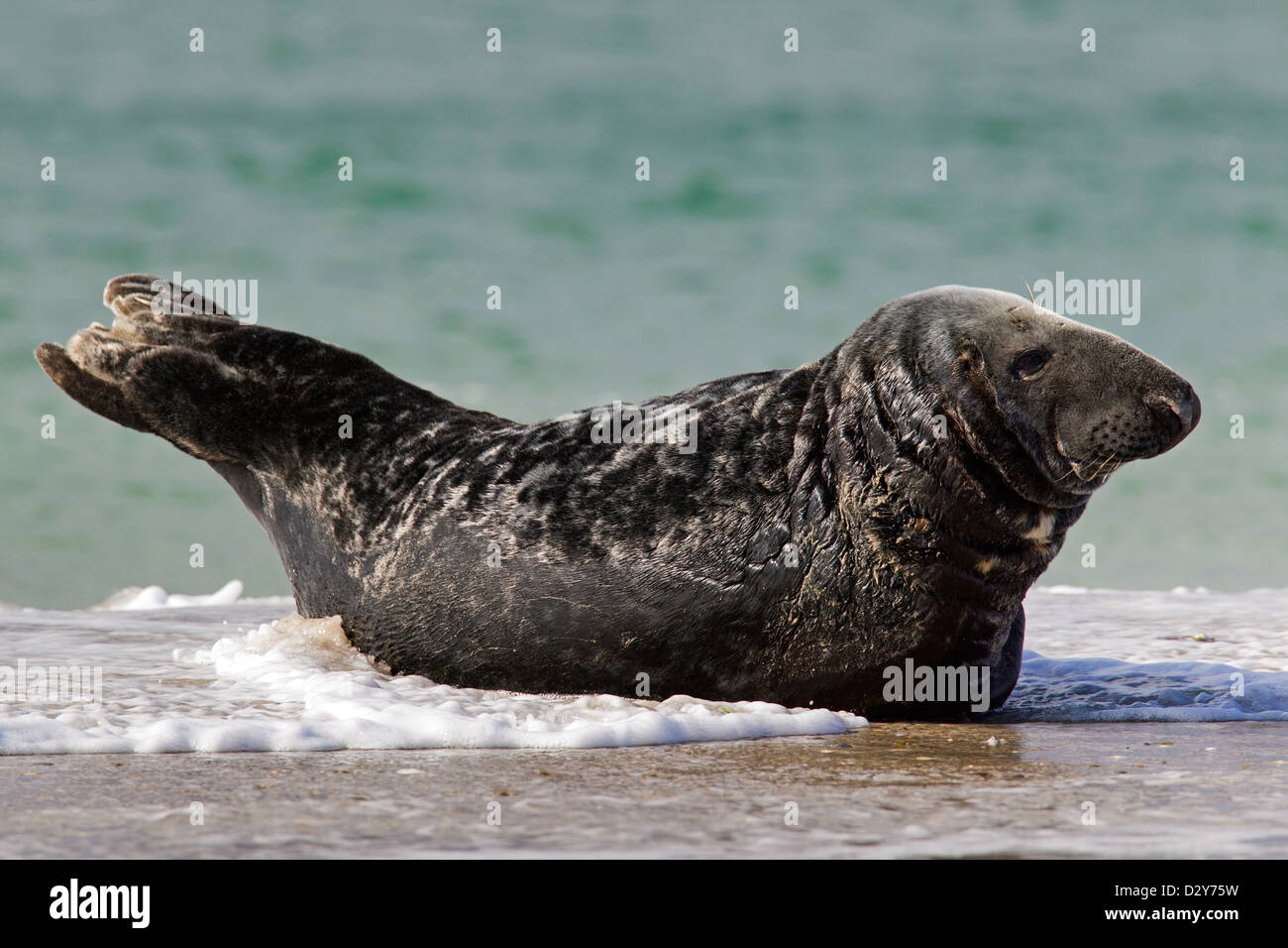 Grey seal / gray seal (Halichoerus grypus) male lying on beach in the surf along the North Sea coast Stock Photo