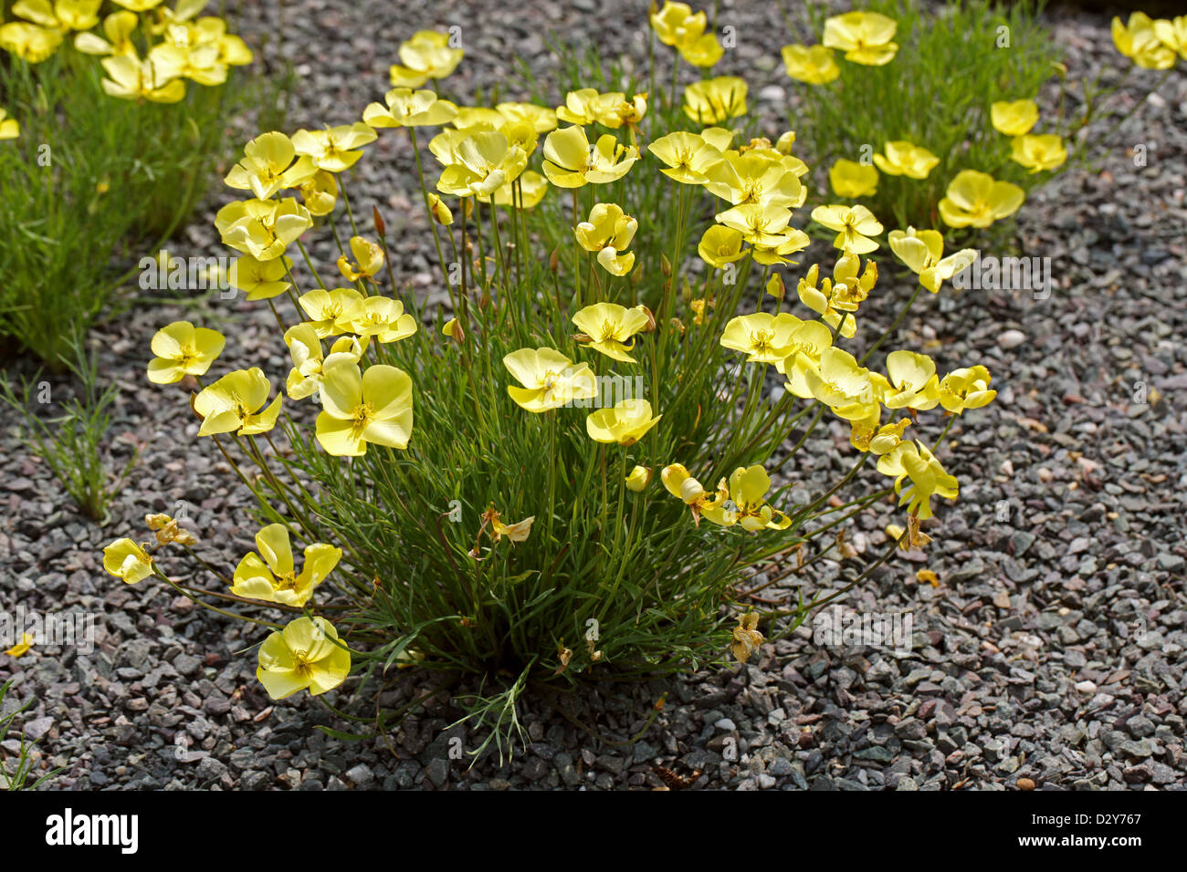 Rough-Seeded Poppy, Frying Pans, Frying-Pans, Fryingpans, Eschscholzia lobbii, Papavaraceae. California, South-west USA. Stock Photo