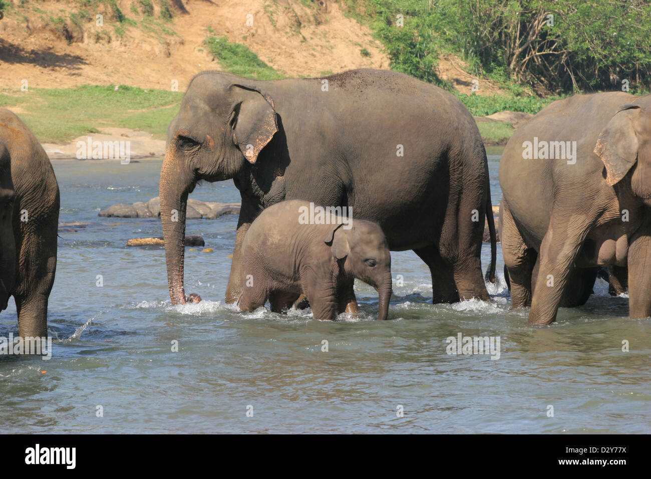 Kandy, Sri Lanka, a herd of elephants bathing in the river Maha Oya Stock Photo