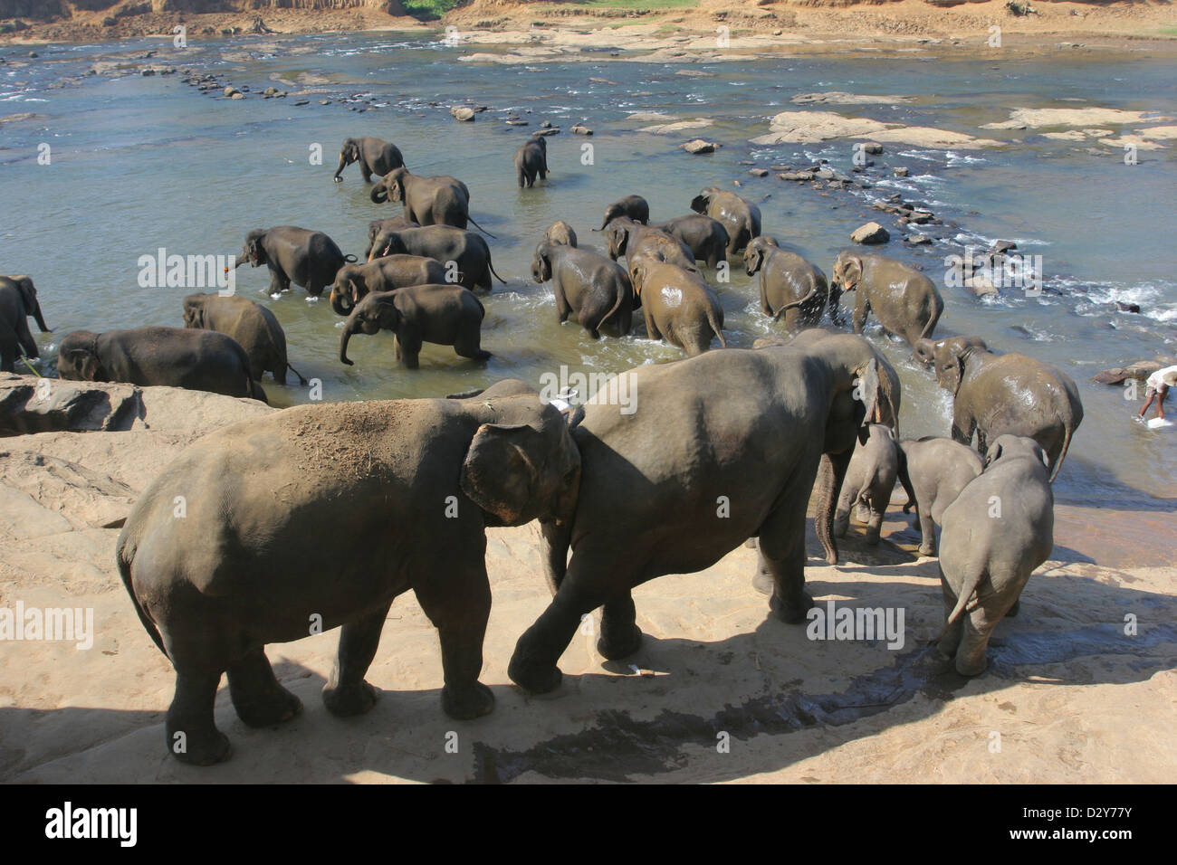 Kandy, Sri Lanka, a herd of elephants bathing in the river Maha Oya Stock Photo