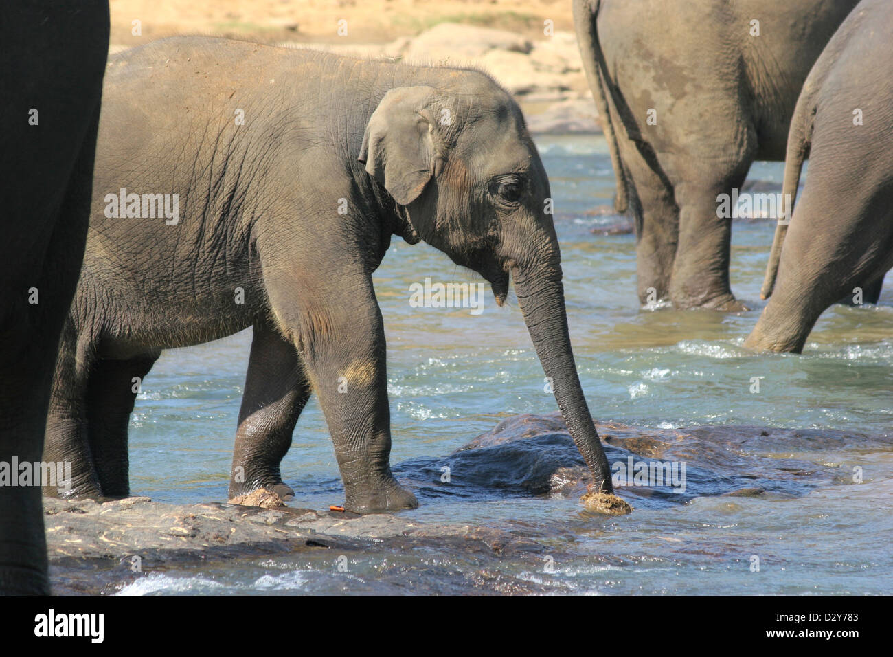 Kandy, Sri Lanka, a herd of elephants bathing in the river Maha Oya Stock Photo