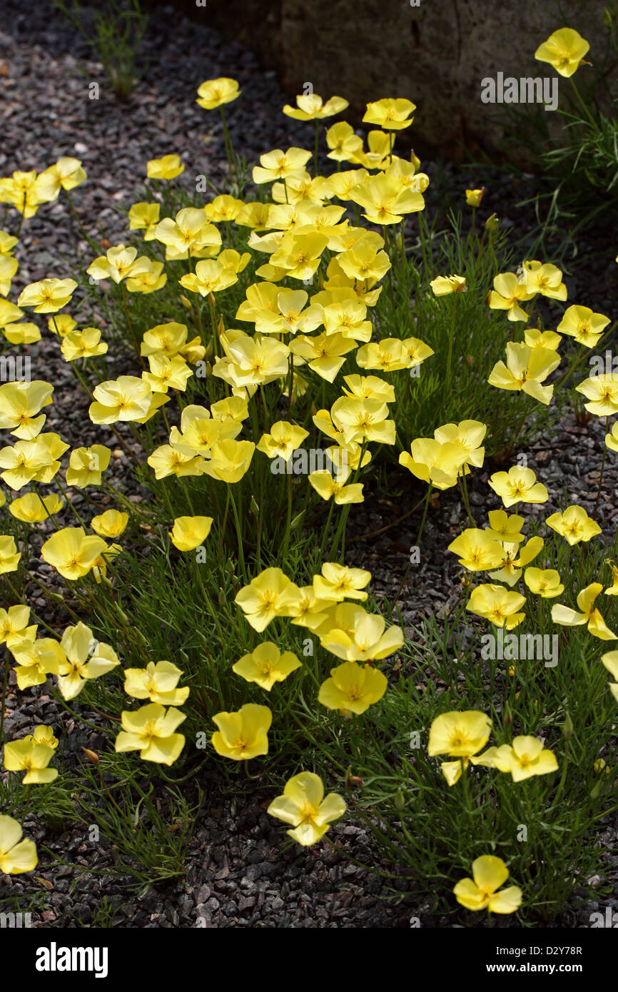 Rough-Seeded Poppy, Frying Pans, Frying-Pans, Fryingpans, Eschscholzia lobbii, Papavaraceae. California, South-west USA. Stock Photo