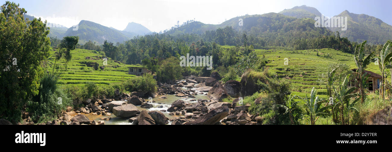 Nuwara Eliya, Sri Lanka, Rice Terraces in the vicinity of the river Oya Kothmala Stock Photo