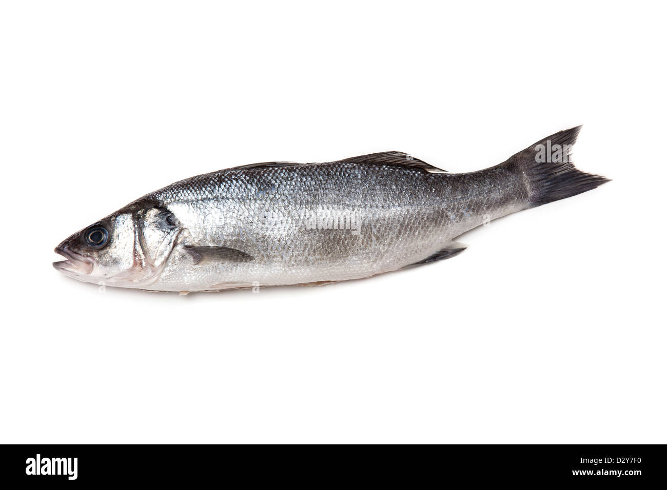 Sea bass fish isolated on a white studio background. Stock Photo