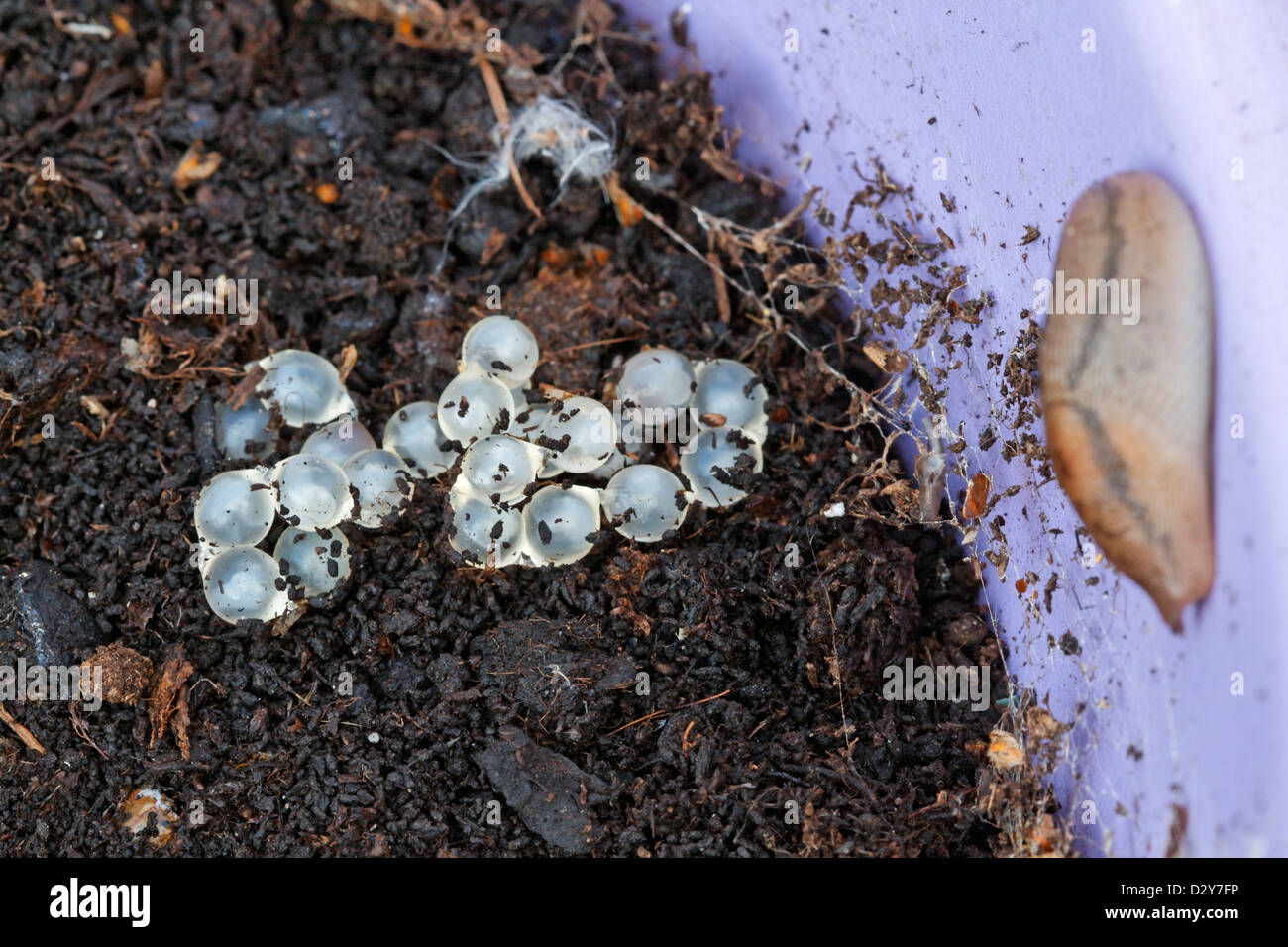 Slug Eggs High Resolution Stock Photography And Images Alamy