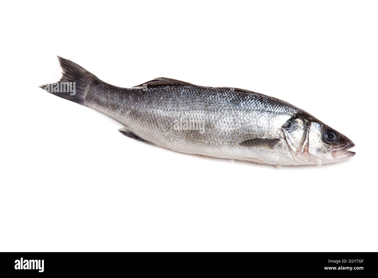 Sea bass fish isolated on a white studio background. Stock Photo