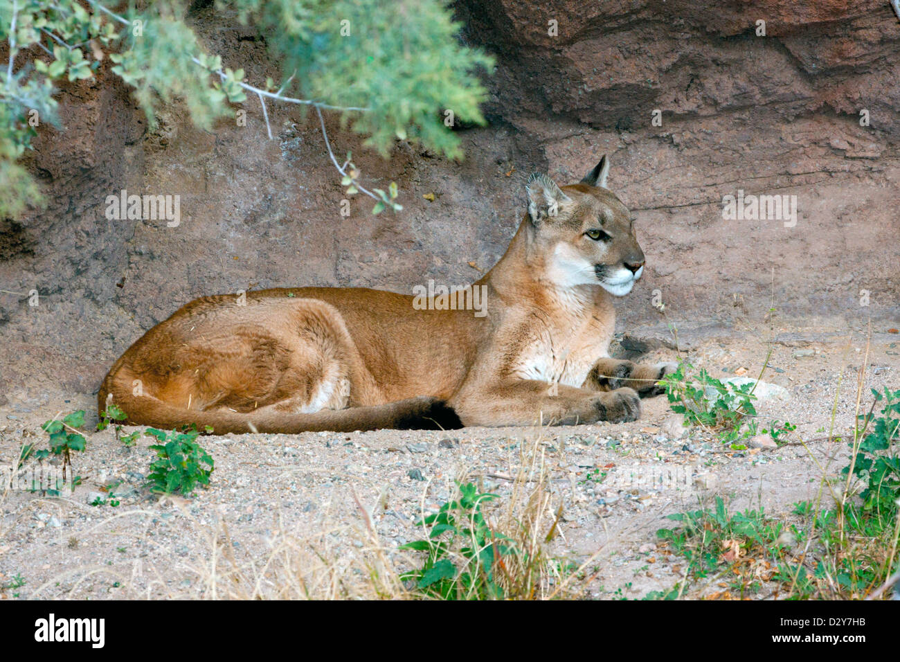 Mountain Lion Felis Concolor Incredible Facts Az