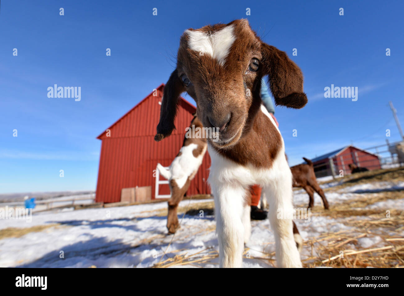 Farm animal baby hires stock photography and images Alamy