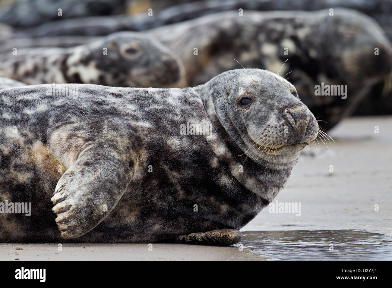 Grey Seal Gray Seals Halichoerus Grypus Colony Close Up Of Female Grey Seal Gray Seals Halichoerus Grypus Colony Close Up Of Female
