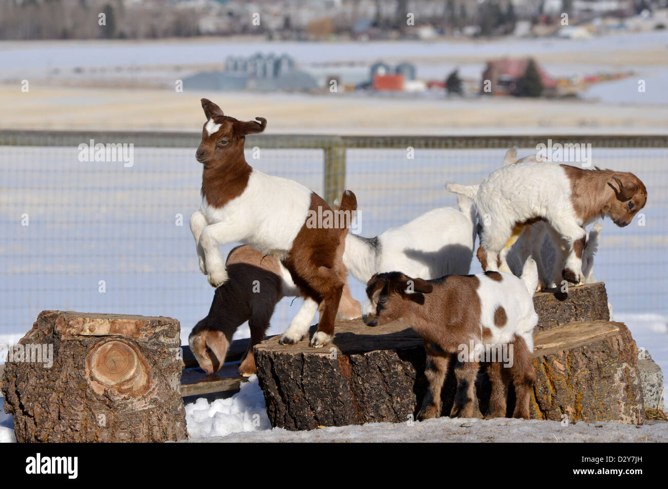 Baby goats jump hires stock photography and images Alamy