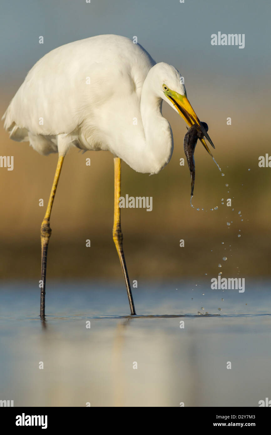 Close up of Great White Egret Ardea alba head and beak catching catfish in shallow water Stock Photo