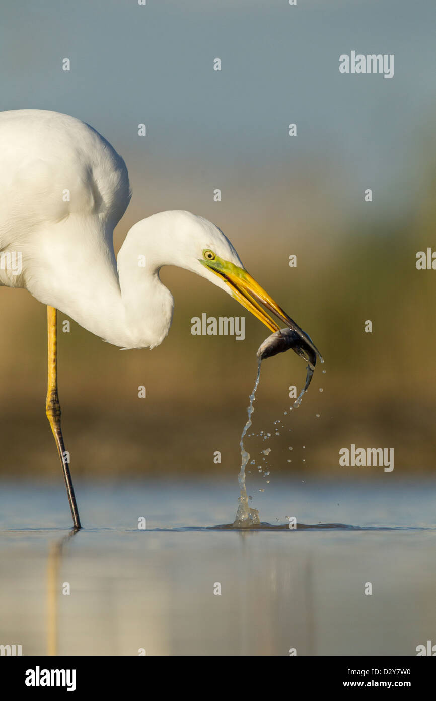 Close up of Great White Egret Ardea alba head and beak catching catfish in shallow water Stock Photo