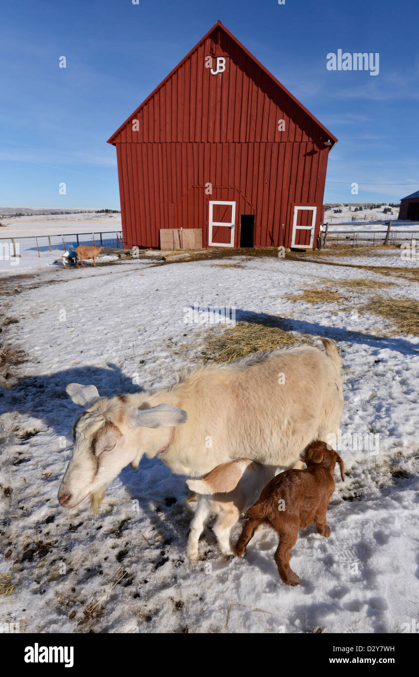 Baby goat mother hires stock photography and images Alamy