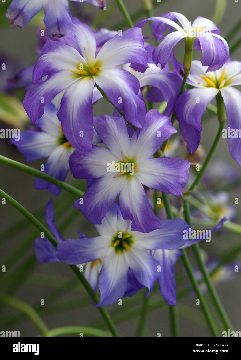 Glory of the Sun, Leucocoryne coquimbensis, Alliaceae. Chile, South America. Stock Photo