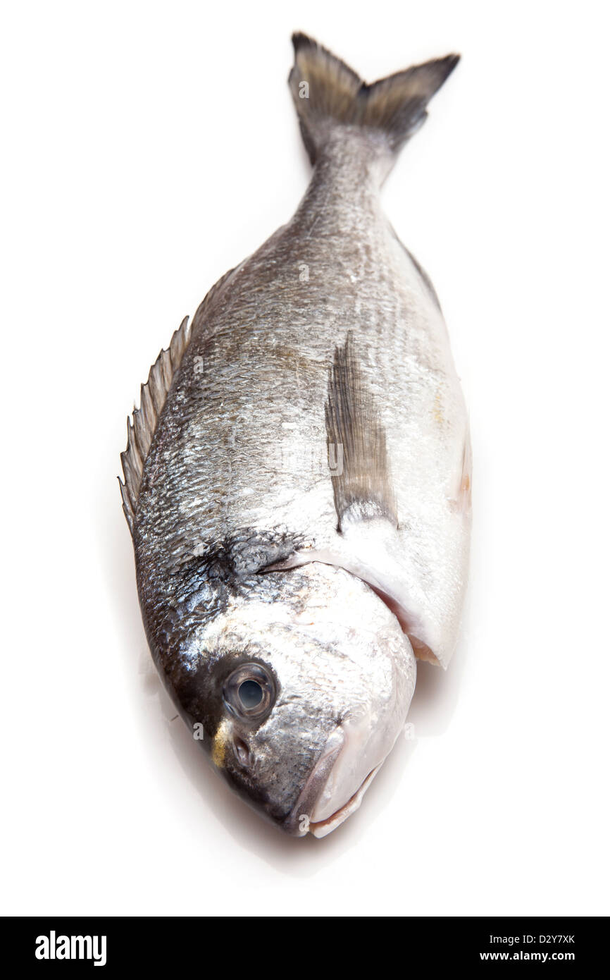 Sea Bream or Dorade fish isolated on a white studio background Stock