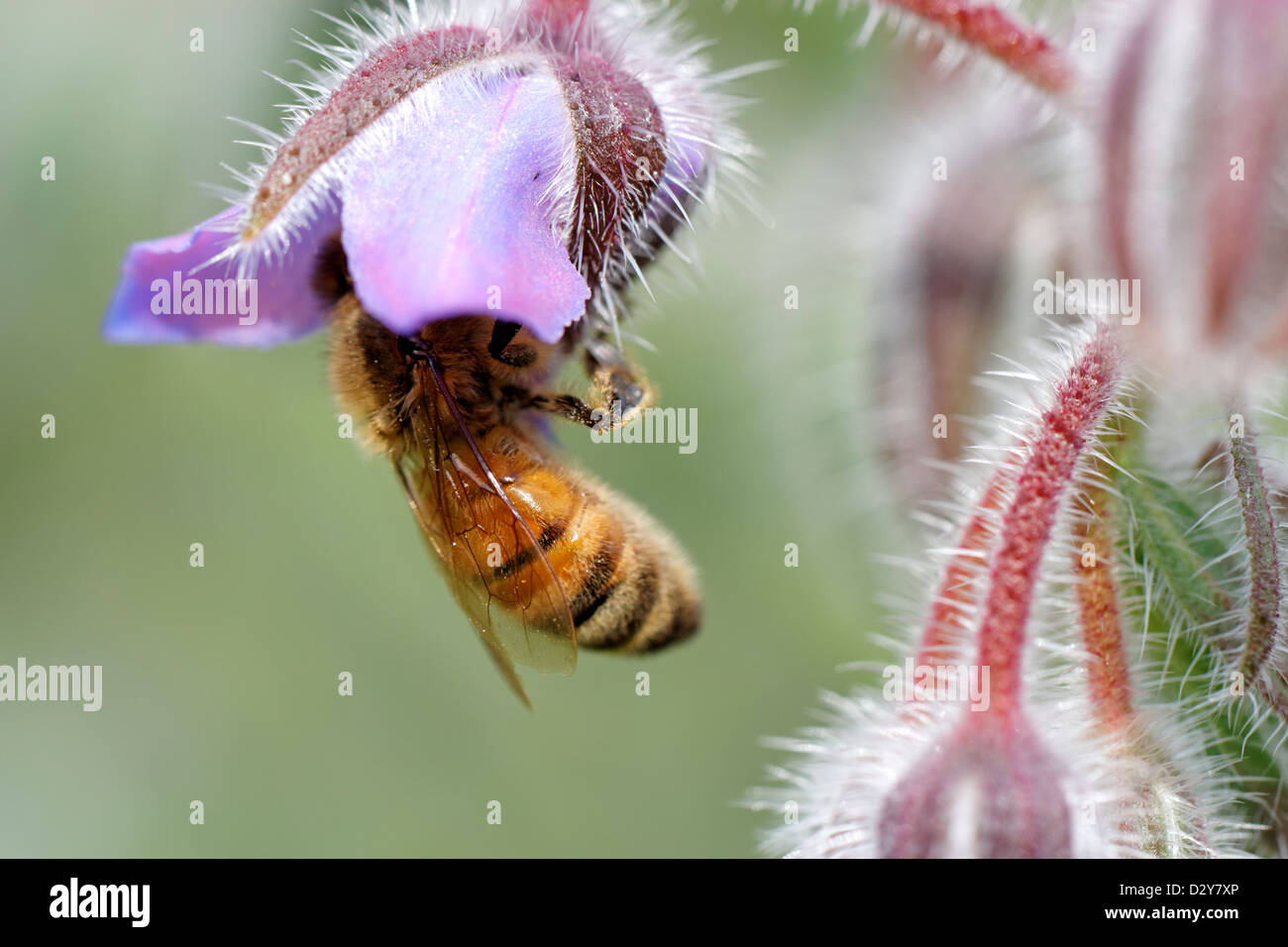 Pollen rich flower hires stock photography and images Alamy