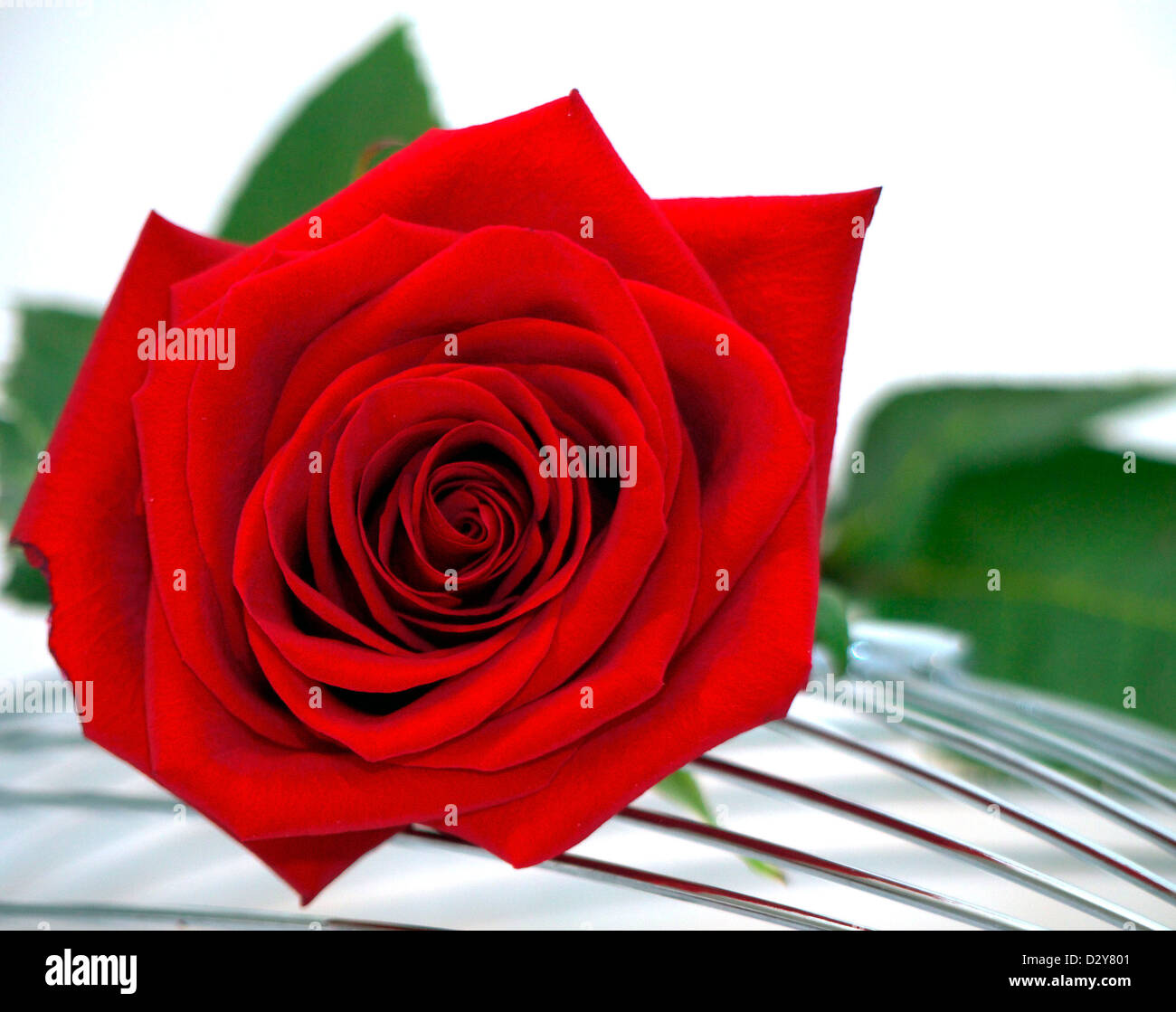 Rose support hi-res stock photography and images - Alamy