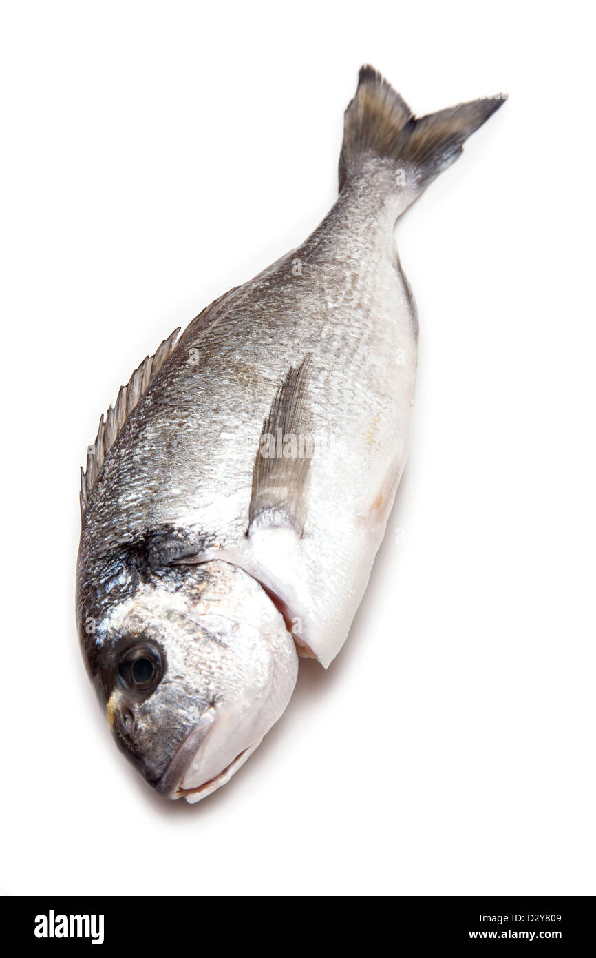 Sea Bream or Dorade fish isolated on a white studio background Stock
