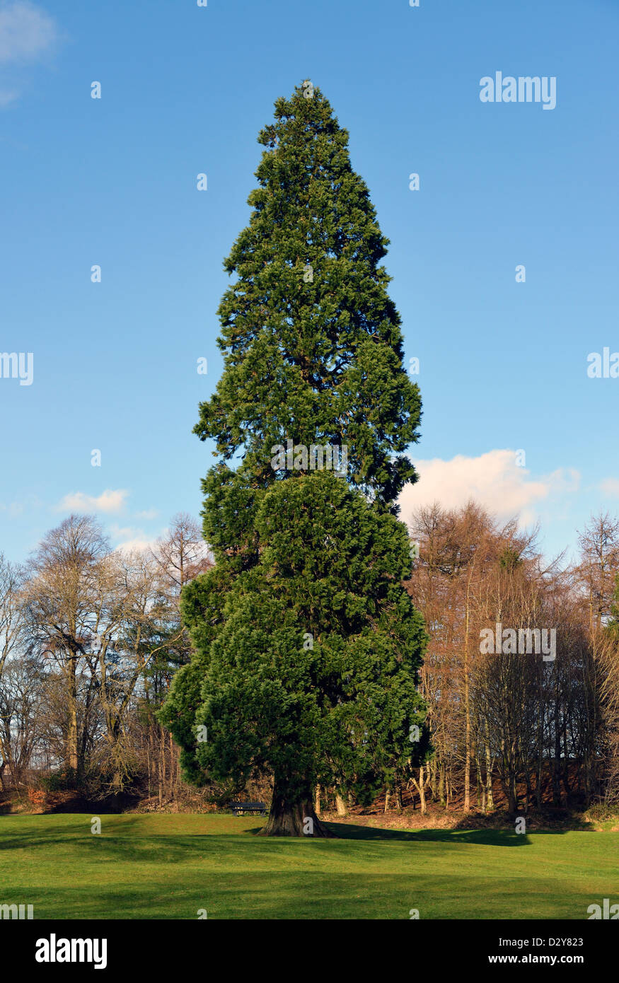 Giant Redwood Wellingtonia tree. Kendal Green, Kendal, Cumbria, England, United Kingdom, Europe. Stock Photo