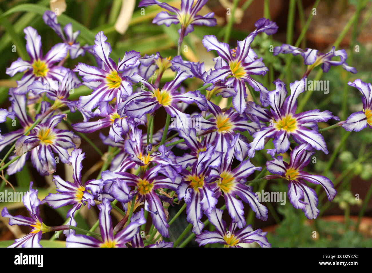 Glory of the Sun, Leucocoryne pauciflora, Alliaceae. Chile, South America. Stock Photo
