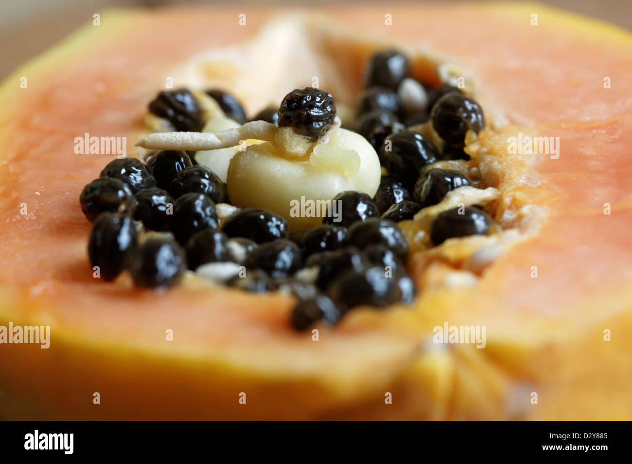 Paw Paw (Papaya) Seed Germinating Stock Photo Alamy