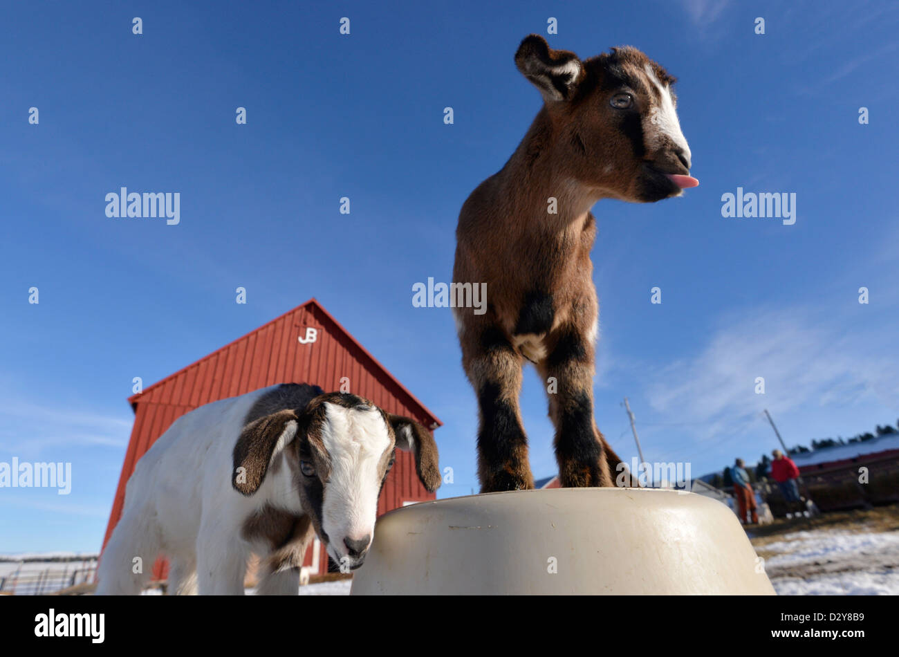 Farm animal baby hires stock photography and images Alamy