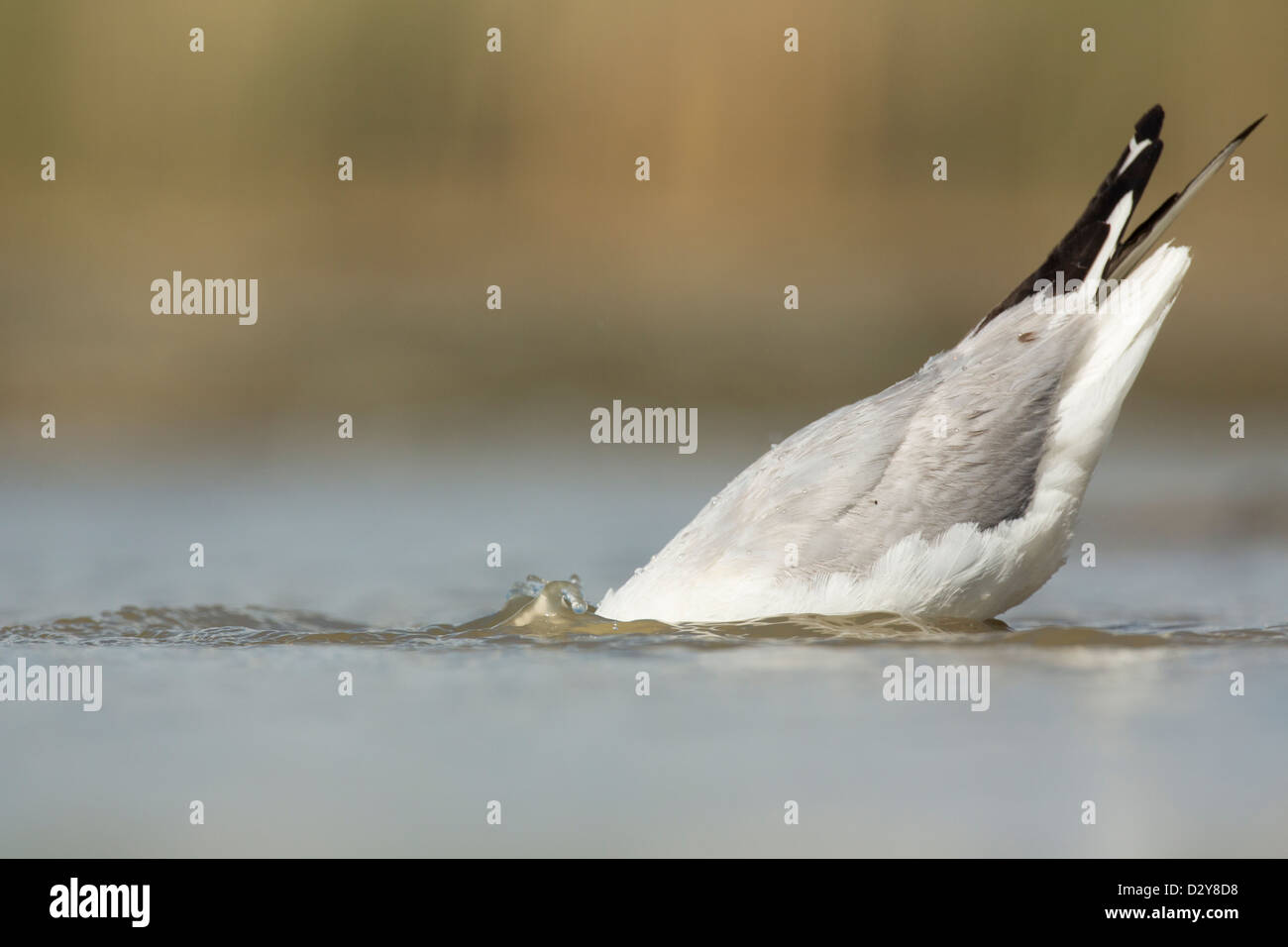 Black-headed Gull Chroicocephalus ridibundus bathing in shallow water with head completely under water submerged Stock Photo