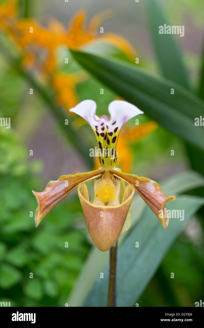 Slipper Orchid: Paphiopedilum gratrixianum. Stock Photo