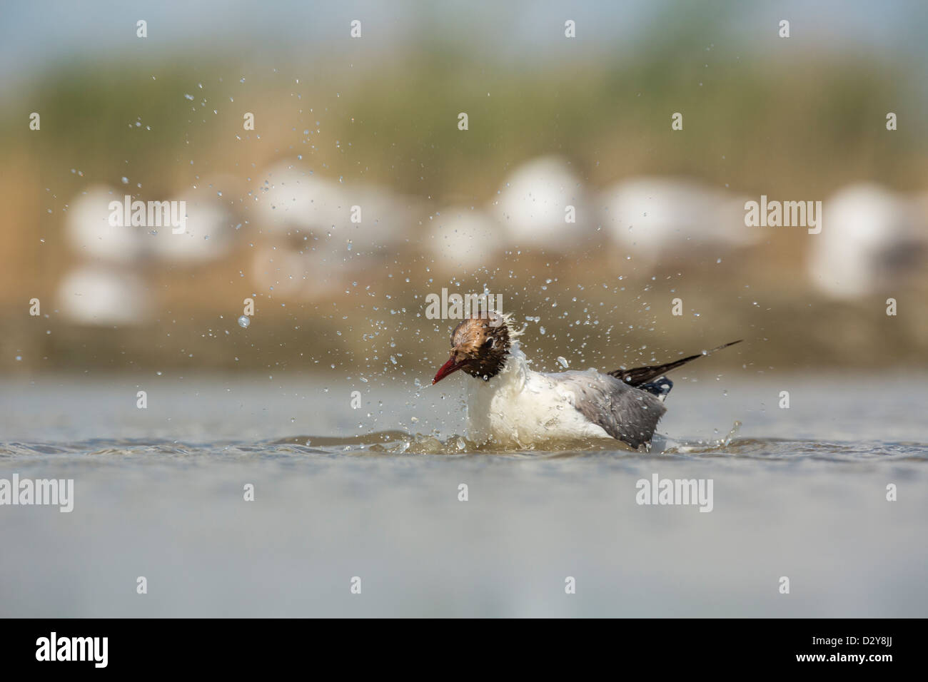 Black-headed Gull Chroicocephalus ridibundus bathing in shallow water Stock Photo