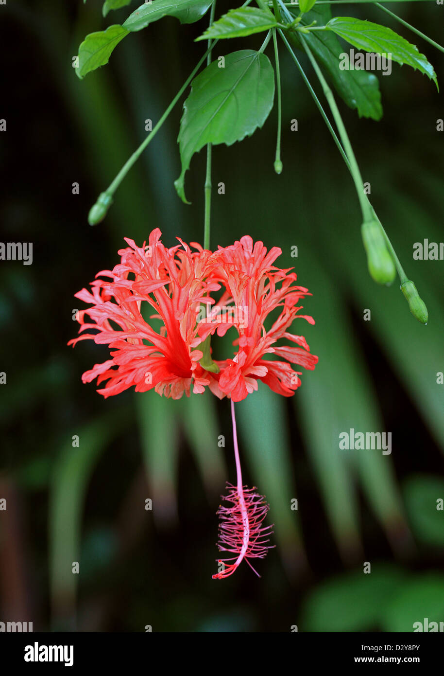 Japanese Lantern, Coral Hibiscus, Fringed Rosemallow, Japanese Hibiscus, Hibiscus schizopetalus, Malvaceae, East Africa. Stock Photo