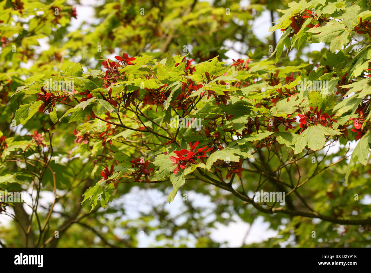 Downy Japanese Maple, Fullmoon Maple or Japanese Maple, Acer japonicum, Sapindaceae (Aceraceae). Japan. Aka. Full Moon Maple. Stock Photo