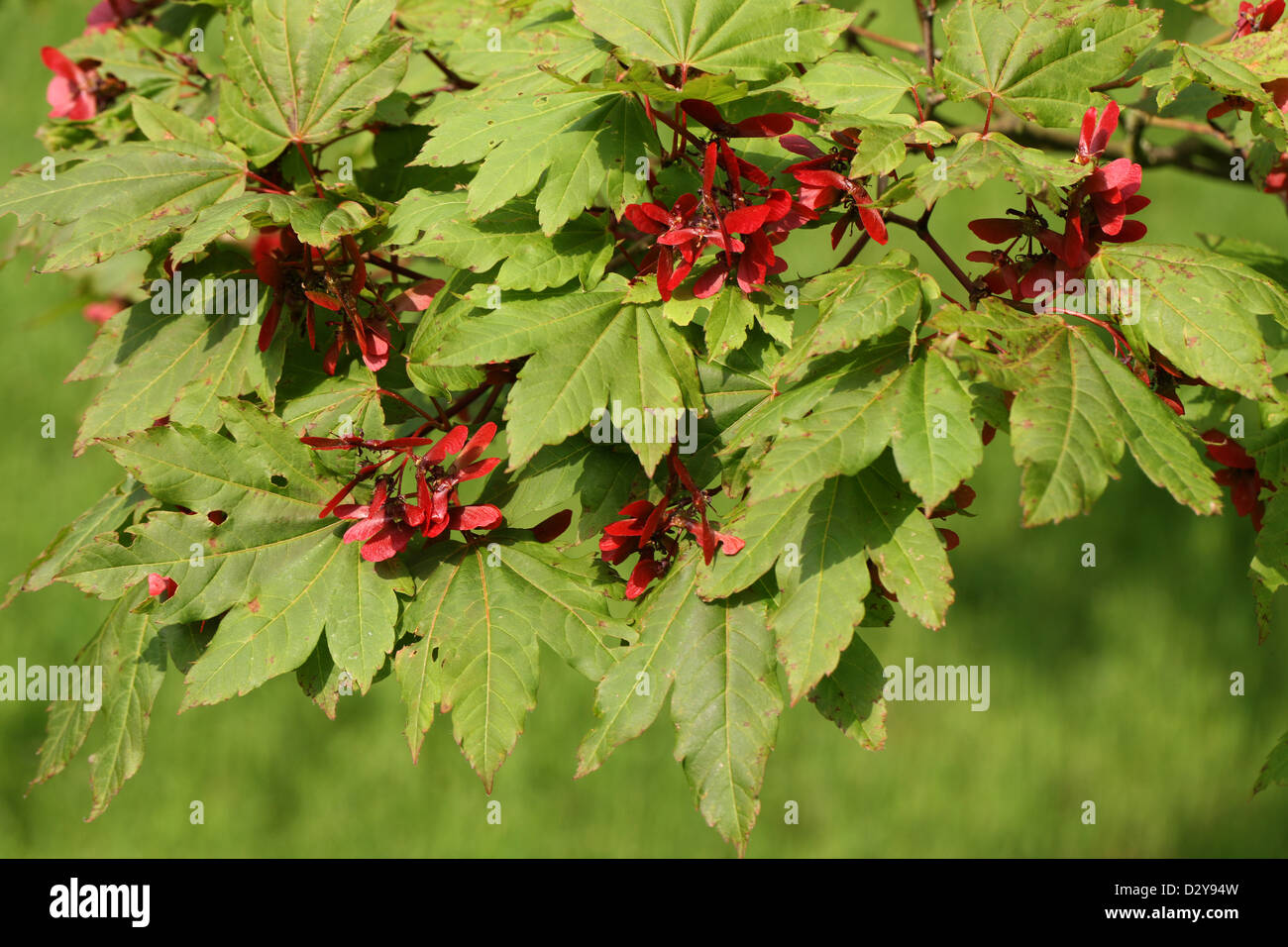 Downy Japanese Maple, Fullmoon Maple or Japanese Maple, Acer japonicum, Sapindaceae (Aceraceae). Japan. Aka. Full Moon Maple. Stock Photo