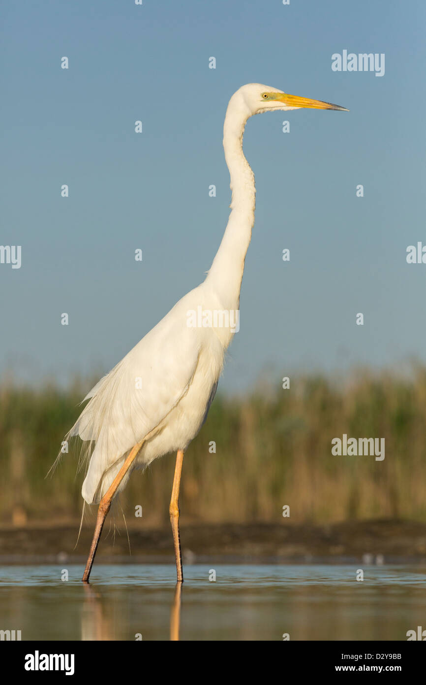 Great White Egret Ardea alba standing in shallow water Stock Photo