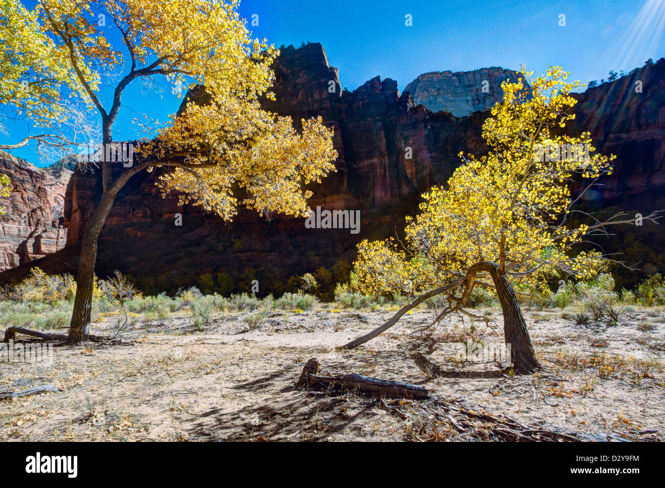 Stunted tree in Zion National Park Stock Photo Alamy