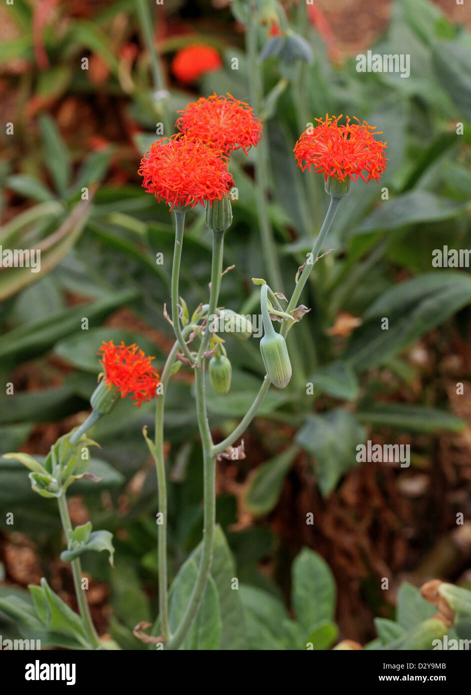 Kleinia abyssinica, Asteraceae (Compositae) Syn. Notoniopsis abyssinica, Notonia opima, Notonia abyssinica, Senecio superbus. Stock Photo