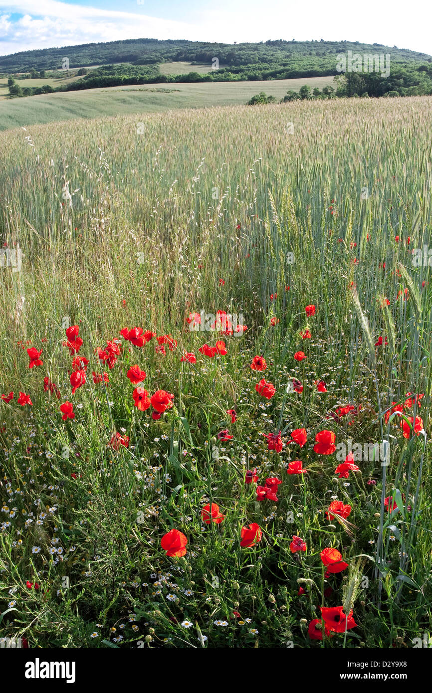 Field with red poppies, Portugal Stock Photo