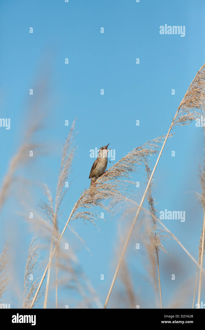 Male Savi's Warbler Locustella luscinioides singing in reeded in Hungary Stock Photo